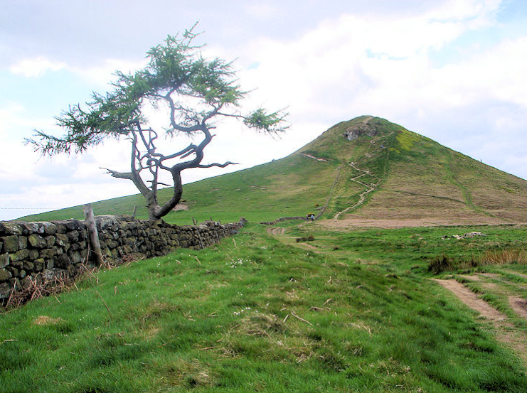 The stepped path climbing Roseberry Topping beside a twisted old tree and dry-stone wall