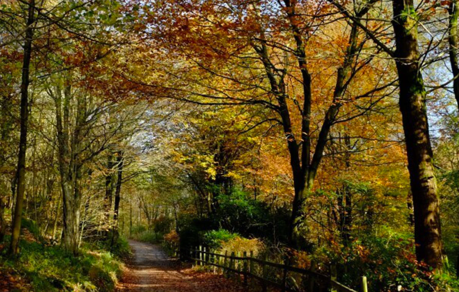 A leaf-strewn woodland path under beech trees in full autumn colour in the North York Moors