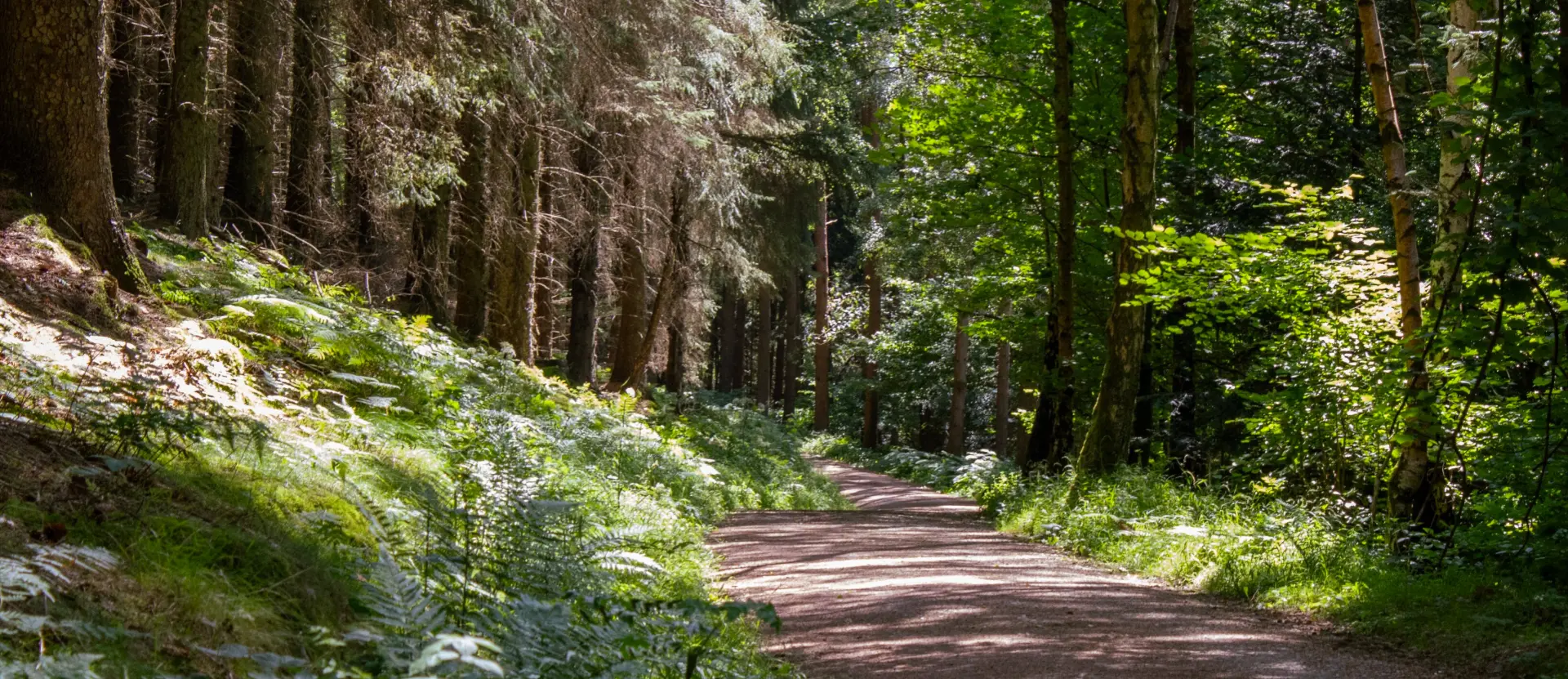 A shaded forest trail winding through ferns and mixed woodland at Dalby Forest