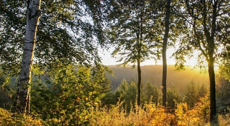 Sunlight filtering through birch and pine trees at Dalby Forest, North York Moors