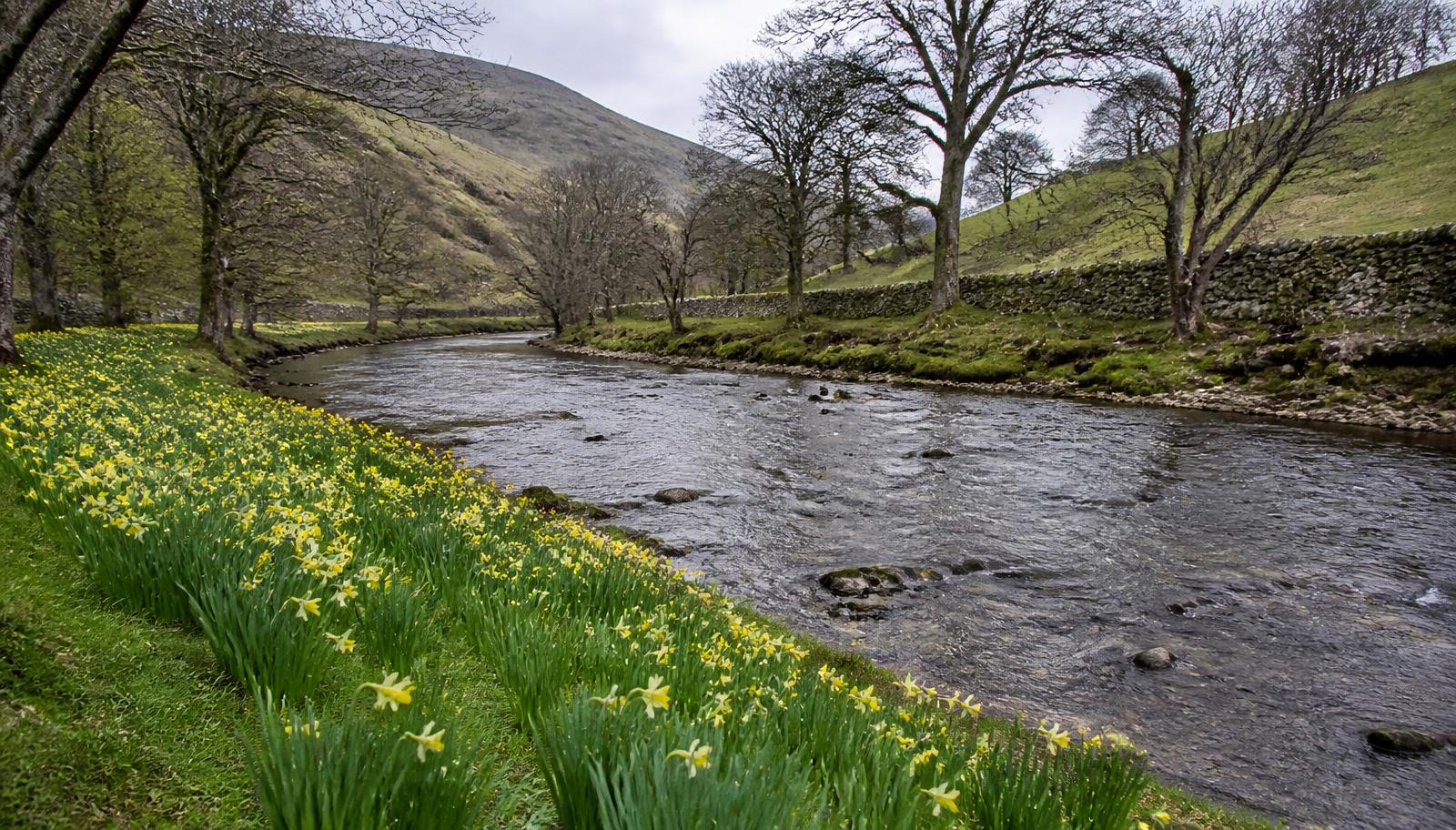 Wild daffodils flowering along the grassy bank of a shallow river in a green Yorkshire dale, with drystone walls and bare spring trees