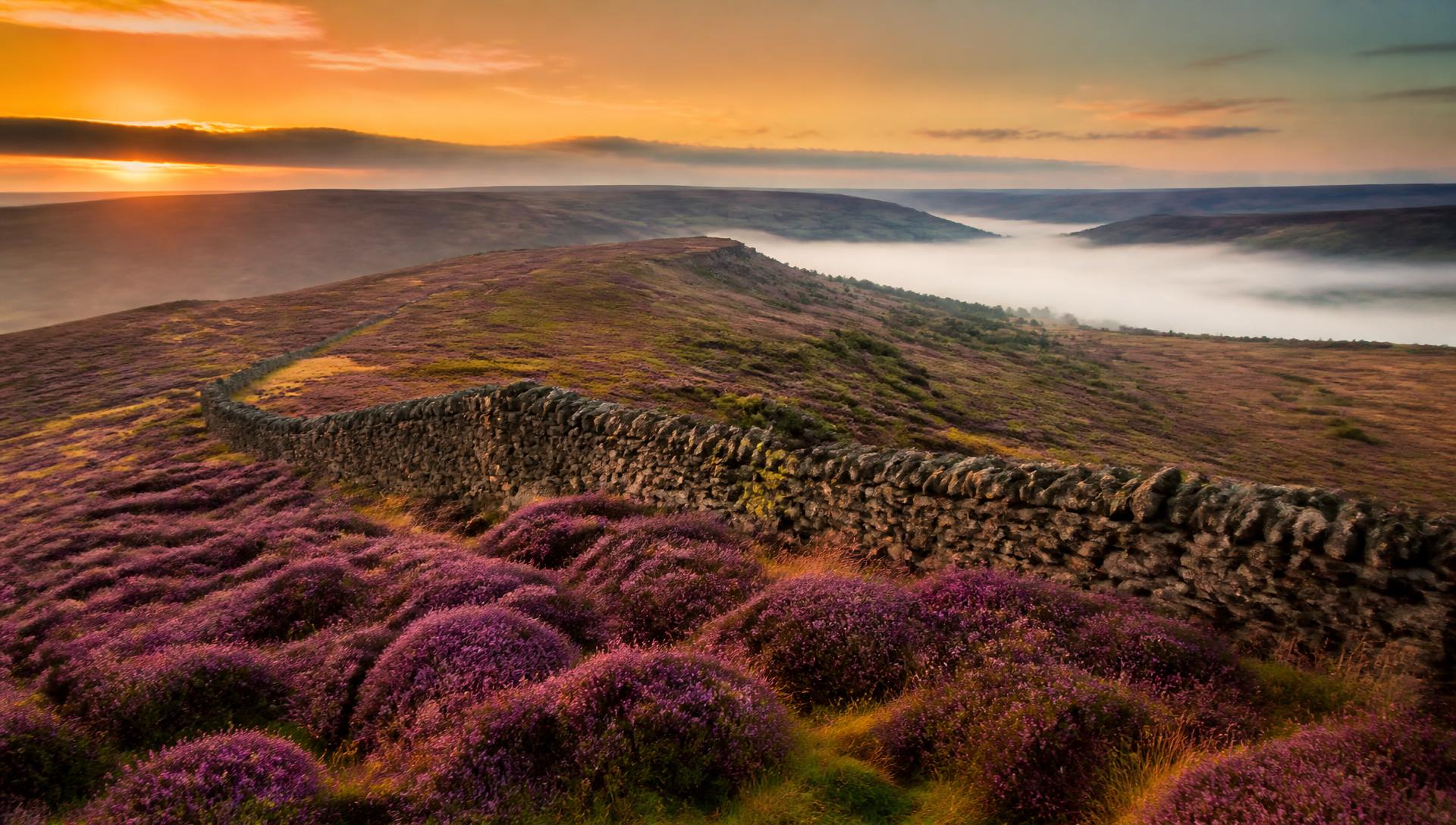 Purple heather moorland at sunrise in the North York Moors with a dry stone wall and mist filling the valley below