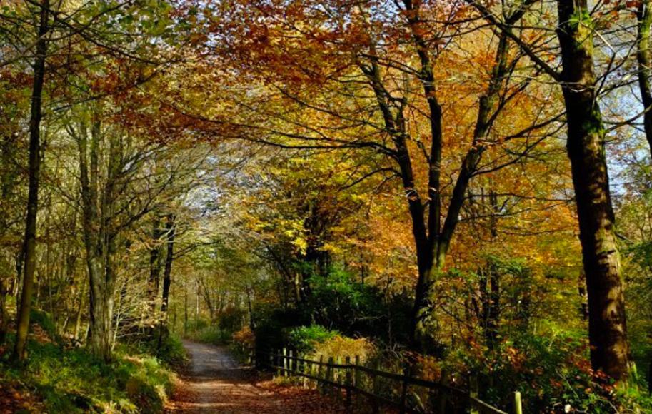 A leaf-strewn woodland path under beech trees in full autumn colour in the North York Moors