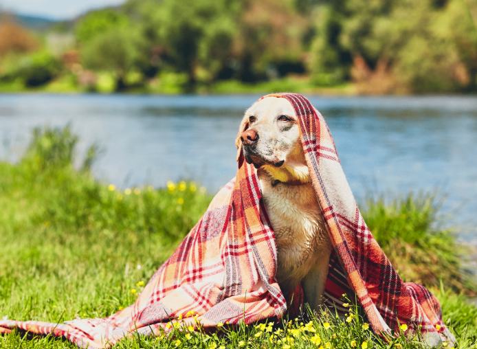 A yellow Labrador wrapped in a tartan towel on the riverbank after a walk