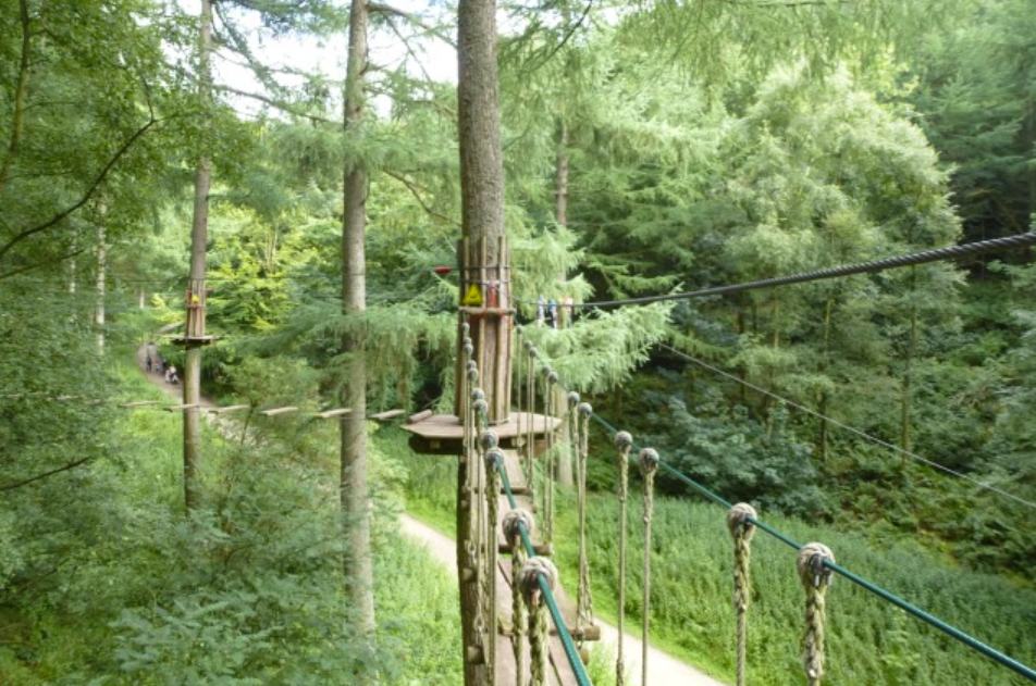 A view along the high-level rope walkway of the Go Ape Treetop Challenge at Dalby Forest, strung high between tall conifers above the forest floor